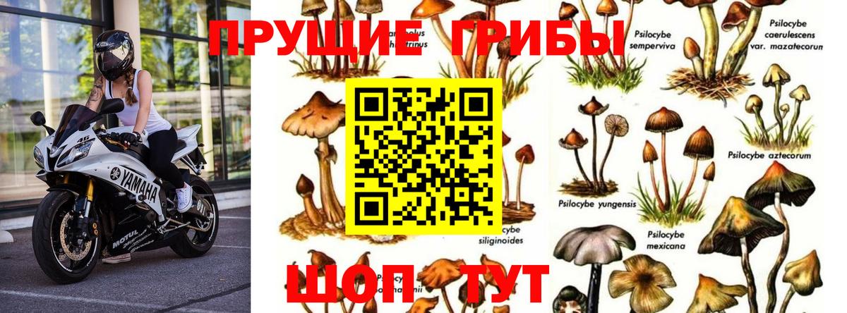 Татарск  Галлюциногенные грибы Psilocybine cubensis  Вход с VPN 